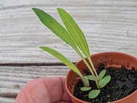 Echinacea pallida seedlings 