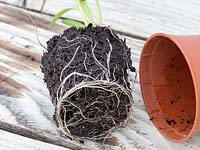 Healthy roots ready to plant out in growing position.