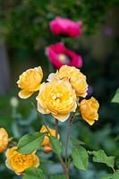 Rosa 'Graham Thomas' - English shrub rose