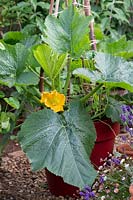 Cucurbita pepo - Climbing Courgette 'Black forest' in a large pot with a garden twine support. 