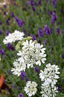 Orlaya grandiflora and Lavandula angustifolia 'Hidcote' - White laceflower and  Lavender 'Hidcote'