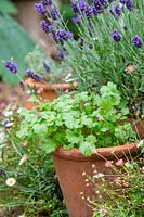 Coriandrum sativum - Coriander in a plant pot