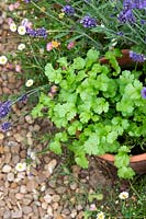 Coriandrum sativum - Coriander in a plant pot. 