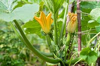 Cucurbita pepo - Climbing Courgette 'Black forest' in a large pot with a garden twine support
