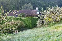 View over Meadow to the house. Malus domestica 'Acme' with blossom 