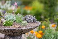 A selection of succulent and alpine plants planted in a broken stone bird bath