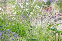 Gaura lindheimeri, Lavandula - Lavender and grass Stipa tenuissima