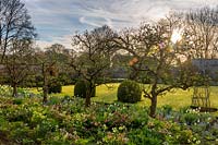 The walled garden in early morning sunlight. Malus - Apple - trees are underplanted with Tulipa 'Purissima' - Tulip, Helleborus - Hellebore and Myosotis - Forget-me-not. In the central lawn are clipped Buxus - Box - mounds and metal obelisks with Rosa - Climbing Rose.