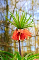 Fritillaria imperialis - Crown Imperial Fritillary - growing in woodland