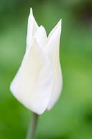 Tulipa 'White Triumphator' - Single lily-flowered white tulip 