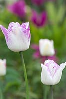 Tulipa 'Shirley' - Tulip