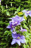 Clematis 'General Sikorski' growing over hedge of Taxus baccata, June