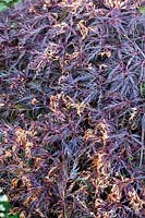 Acer palmatum var. dissectum 'inaba-shidare' with leaves scorched by frost. June