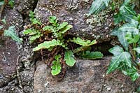 Asplenium ceterach growing in crevice in stone wall
