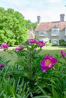 Paeonia - Peony - with house in background