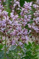 Dictamnus albus var. purpureus - Purple-flowered Dittany with bees 