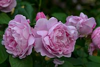 Rosa 'Gertrude Jekyll' - English Shrub Rose 