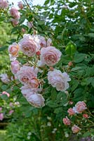 Rosa 'A Shropshire Lad' - English Climbing Rose 