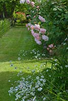 Rosa 'A Shropshire Lad' - English Climbing Rose - with Leucanthemum vulgare - Oxeye Daisy in a border by a lawn