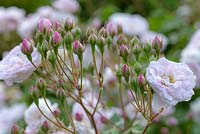 Rosa 'Blush Noisette'  - Climbing Rose - clusters of flower buds