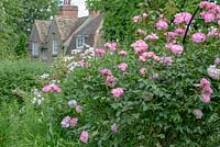 Rosa 'Handel' - Climbing Rose - with house in background