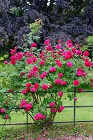 Rosa 'Darcey Bussell' - English Shrub Rose  - trained on metal fence 