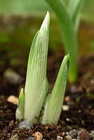 Iris reticulata 'Polar Ice'  - new shoots 