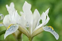 Iris reticulata 'Polar Ice'  
