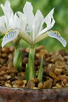 Iris reticulata 'Polar Ice'  in pot with gravel