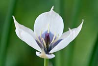 Tulipa humilis var. pulchella  Albocaerulea Oculata Group  - Miscellaneous Tulip 