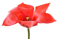 Tulipa 'Madame Lefeber' Syn. Tulipa fosteriana 'Red Emperor' - Fosteriana Group Tulip