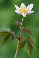 Anemone nemorosa 'Wyatt's Pink' - Wood anemone  