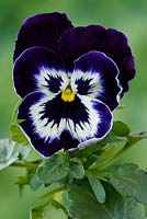 Viola 'Universal Mixed' - Pansy  - one colour 