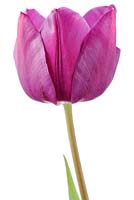 Tulipa 'Negrita' - Tulip  Triumph Group 