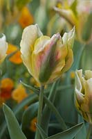 Tulipa 'Golden Artist' - Tulip