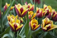 Tulipa 'Doberman' - Tulip