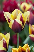Tulipa 'Doberman' - Tulip 