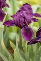 Iris pumila 'Cherry Garden' 