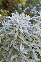 Artemisia ludoviciana 'Valerie Finnis' - Western Mugwort
