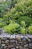 Alchemilla mollis growing in raised bed with gabion walls filled with large cobbles.
