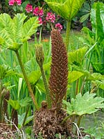 Gunnera manicata - Brazilian giant-rhubarb 