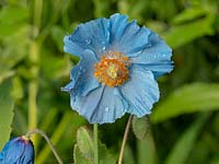 Meconopsis betonicifolia - Blue Himalayan Poppy