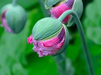 Papaver somniferum double pink - Opium Poppy