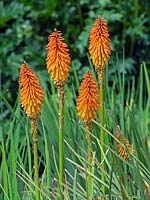 Kniphofia 'Right on' - Red-hot poker