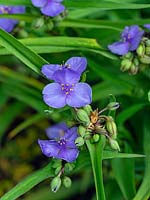 Tradescantia Andersoniana Group 'Leonora' - Spider Lily 'Leonora'
