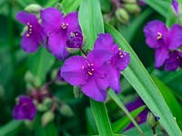 Tradescantia x andersoniana 'Purwell Giant' 