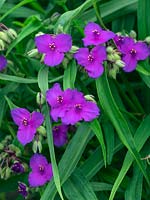 Tradescantia x andersoniana 'Purwell Giant' 