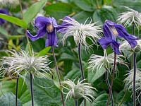 Clematis integrifolia flowers and seedheads 