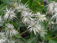 Clematis integrifolia seedheads 