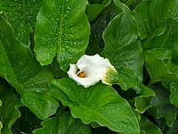 Zantedeschia aethiopica 'Lime Lady' 